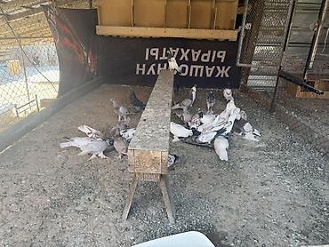 купить ежика бишкек: Голуби продается .Порода Иранцы. Лед игра гарантия 200% Все отдаю по — 4