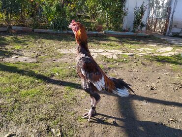 kənd toyuqlari: Temiz cins temiz qan xahiş edirem fikiri cidi olan lar narahat etsin