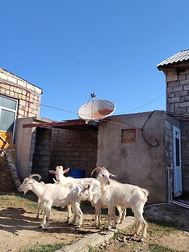 Keçilər, çəpişlər: Dişi, Zanen, il: 1, 60 kq, Damazlıq, Südlük, Pulsuz çatdırılma — 4