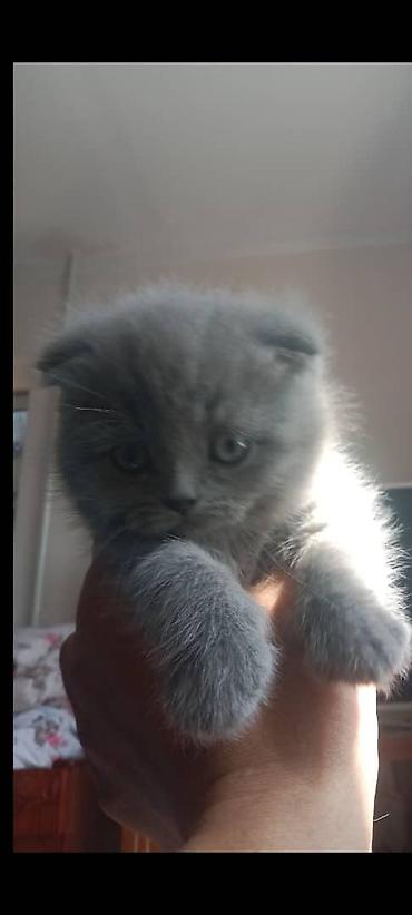 мышык кара балта: Британские короткошёрстные кошки, окрас лиловый (British Shorthair — 1