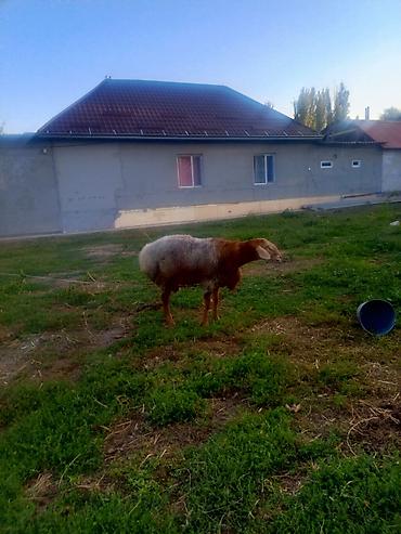 карп кой: Продаю | Баран (самец) | Гиссарская | Для разведения — 2