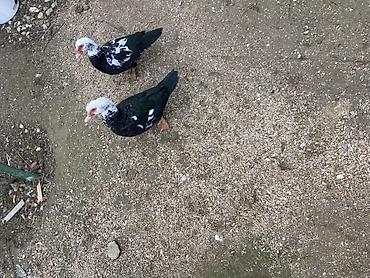 Ördəklər: Muscovy (barbariska) ördəkləri – boz-qəhvəyi rəng çalarında, qırmızı — 5