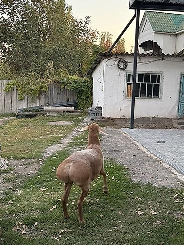лошадь кобыла: Продаю | Овца (самка) | Арашан | Для разведения | Матка — 4