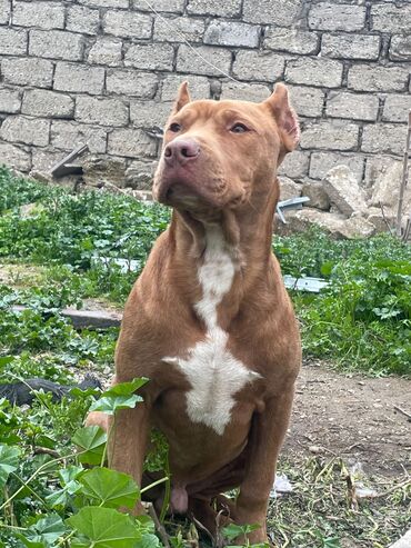 pitbull satisi: Pitbul, 6 ay, Erkek, Peyvəndli, Ünvandan götürmə