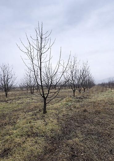 meyve terevez dukani: QUBADA BAKI RUSİYA YOLU ÜZƏRİNDƏ HAZIR GƏLİR GƏTİRƏN GİLAS BAĞI — 3