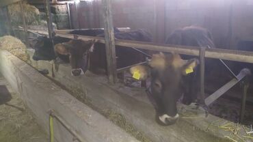 корм фарели: Сатам | Бука (эркек) | Бордоп семиртүү үчүн | Байланган