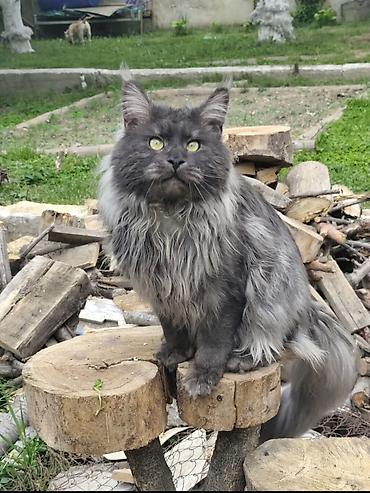 Продажа кошек: 🐾🐈Предлагаются к ранней брони очаровательные котята мейн-кун — 9