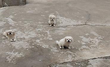 it avçarka: Pekines, 5 ay, Ödənişli çatdırılma — 4