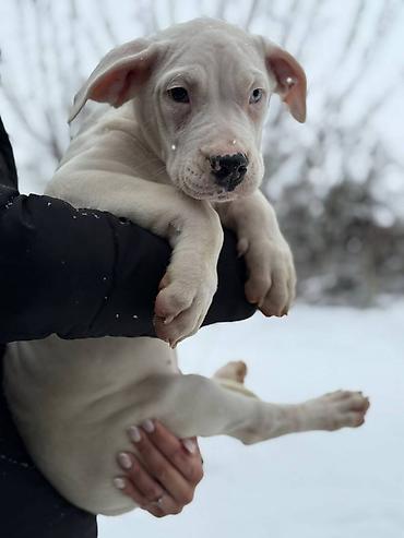 Psi: Na prodaju ZDRAVA ženka dogo argentino, stara 2.5 meseca, redovno — 8