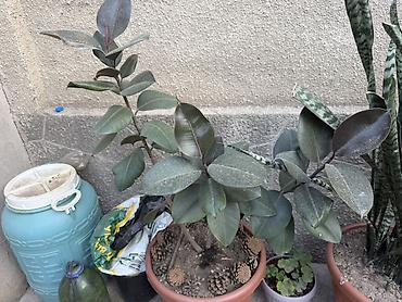 Комнатные растения: Сансевиерия (Sansevieria trifasciata, «щучий хвост», «тещин язык») в — 5