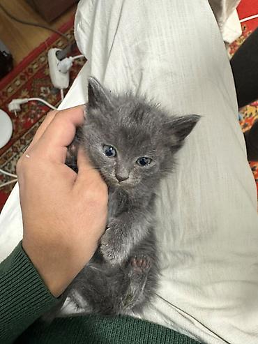 бенгальские кошки бишкек: Котята, тип: домашние, короткошёрстные. Описание: - Возраст: примерно — 1