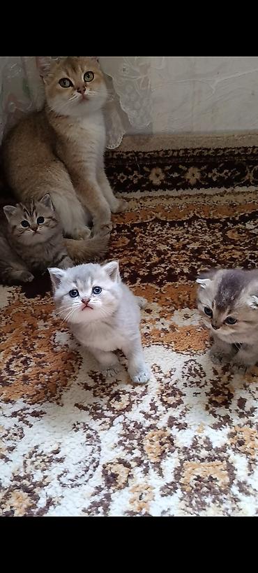 Pişiklər: Şinşilla — 6