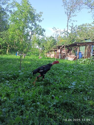 продаю дакан птиц: Дакан /петух/хороших кровей ноги арматура петуху полтора года,на плямя