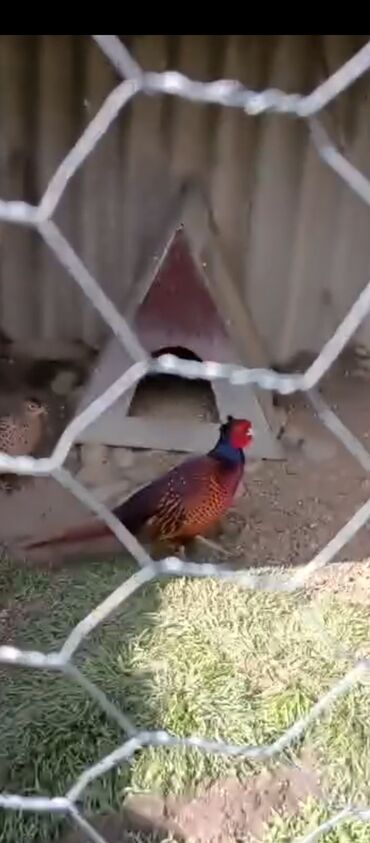 Digər quşlar: Esil Qafqaz qirqovulu tek xoruz 200azn unvan Gence basqa nov — 2