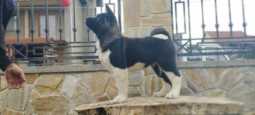 Psi: Na prodaju 3 muška šteneta iz vrhunskog legla, od oca Balua, oba pola — 5