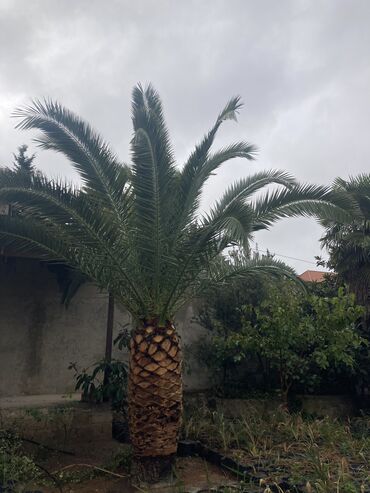 palma ağacı qiyməti: TƏCİLİ SATILIR!!! 2 ədəd Finik,2 ədəd böyük Palmalar