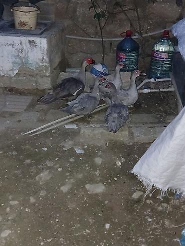 Ördəklər: Lavandalar 4 dişi 1 Erkək damazlıq heyvanlardı — 5