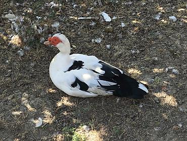 ördək balası və cücə: Muscovy ördəyi (indoutka) – ağ-qara rəngli, iri cins. - Sakit — 1