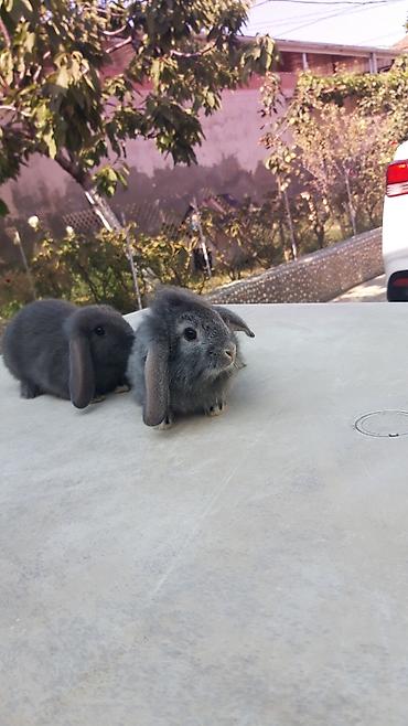 imisli yemi: Təmiz qan mini lop-15man.Rənqlər-açiq boz,şinşilla,qara — 2