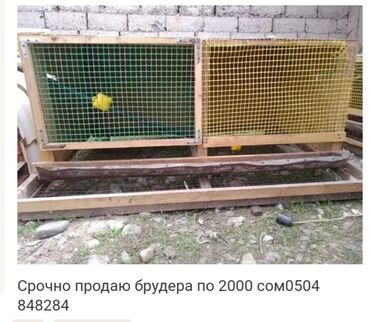 гнездовой домик для волнистых попугаев: Птицы