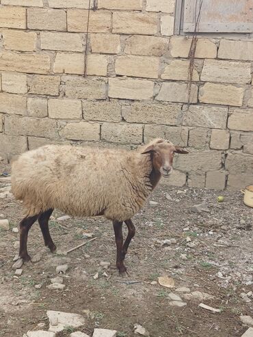 barter heyvanla: Qoyun El Qoyundi qara baş anasidi bala ağ di 10 ayliqdi şehdi