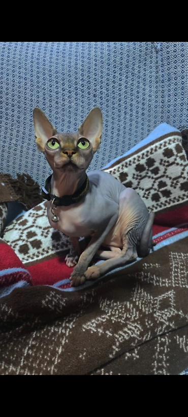 Pişiklər: Sfinks — 4