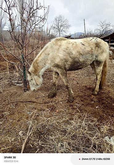 Лошади, кони: Продаю | Кобыла (самка) | Рабочий — 9