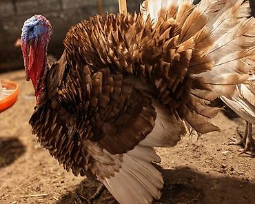Hinduşkalar: Erkək, Holland, Yumurtalıq, Ünvandan götürmə — 4