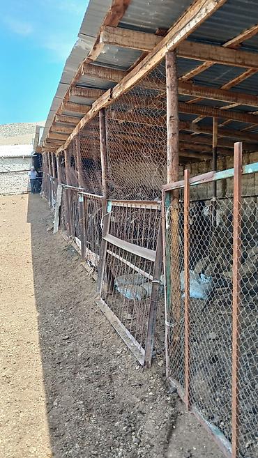 Продажа сельхоз предприятий: Кошара, 100 соток, Действующий, Электричество, Скважина — 6