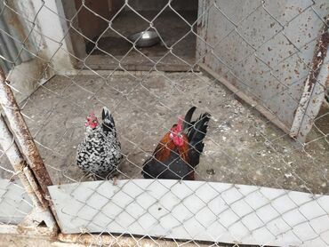 pabuqay satışı: Ünvan Xırdalan təcili satılır