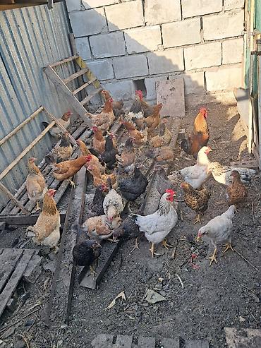 циплята куры: Продаю | Куры — 5