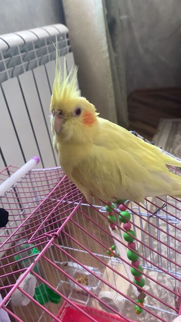 Tutuquşları: Növ: Korella papuqayı (cockatiel), sarı rəng 6 aylıgdır Erkek cinsidir — 6