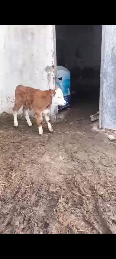 Inəklər, öküzlər: 2-ci balasidi erkek balasi var 25 südü var — 7