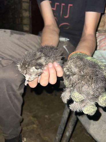 новорождённые котята: Кошка даром: Беспородная, 1 месяц, Мальчик, С прививками — 3