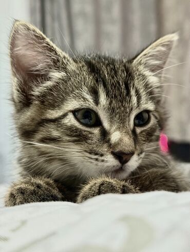 Мышыктар сатылат: Котёнок тигрового окраса - Полосатая короткошёрстная малышка/малыш с