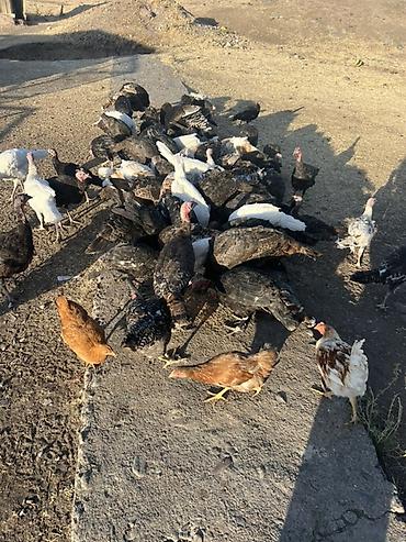 Индюки: Продаю | Индюшата | Для разведения — 10