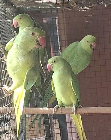 pitbull bala: Ojireliya tutuquşusu bala 4, 5 aylıx — 2