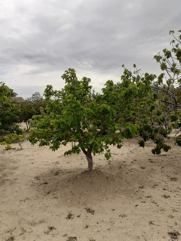 Həyət evləri və villaların satışı: 3 otaqlı, 90 kv. m, Orta təmir — 9