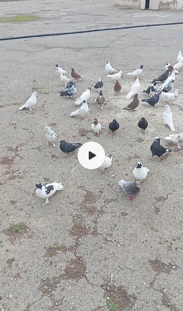 goyercin satisi: Göyərçinlər satılır 40 göyərcindi barterdə olar təklif edin