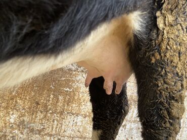 Коровы, быки: Продаю | Корова (самка) | Для разведения | Привязанные — 6