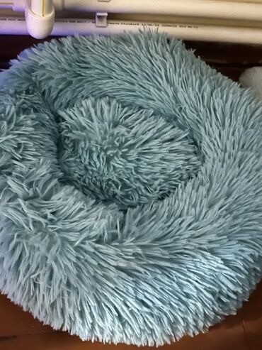 Pişiklər: Şotland uzun tüklü, Erkək, Yaxşı əllərə, Ünvandan götürmə — 11