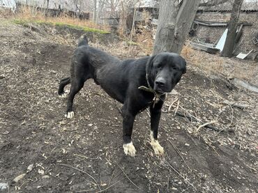 Продажа собак: Продаю собаку алабай 1.5 года. Кобель Цена договорная — 5