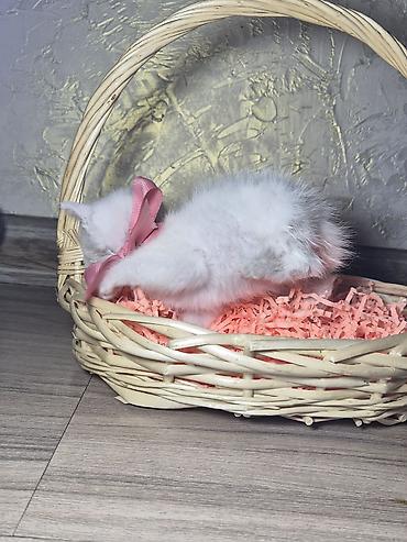 кошеи: Бирманская, 1 месяц, Мальчик, Белый, Проглистована — 6