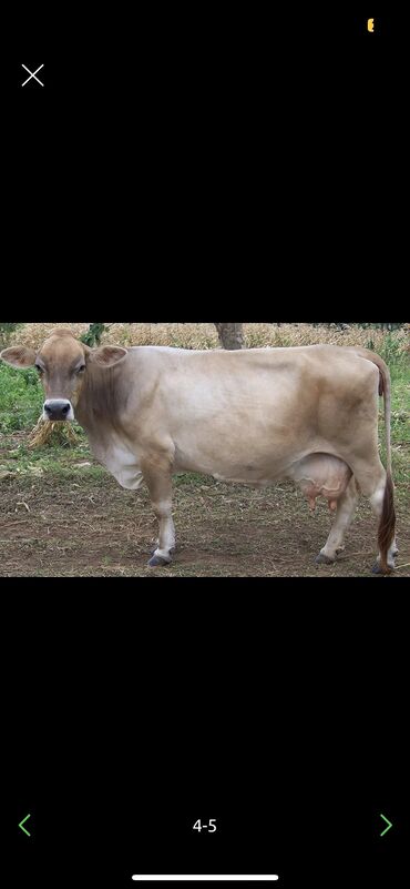 купить домик для кошки недорого: Сатып алам | Уйлар, букалар | Бардык шартта