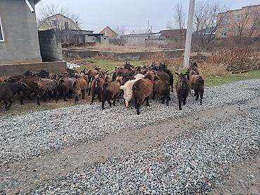 Козы, козлы: Ушул жаш малдыка эчкилер сатылат 47баш обший 13чо былтыркы улактары — 2