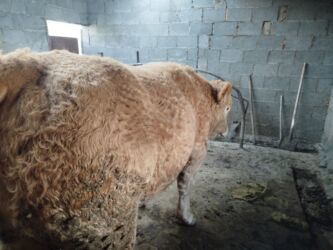 птицы ош: Продаю | Бык (самец) | Шароле