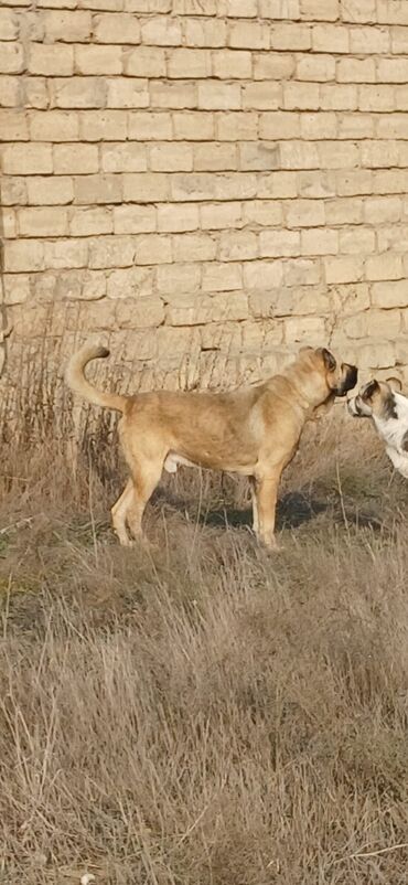 İtlər: Kanqal, 3 il, Erkek, Peyvəndli, Ödənişli çatdırılma — 8