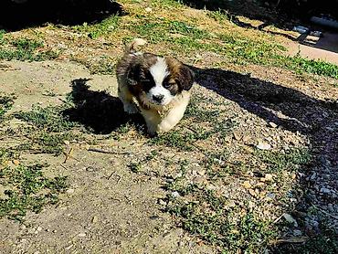 Psi: BERNARDINCI – ODGAJANI SA POSEBNOM PAŽNJOM I NEGEOM Ako tražite — 5