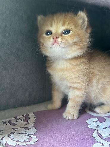 Pişiklər: Şotland — 9