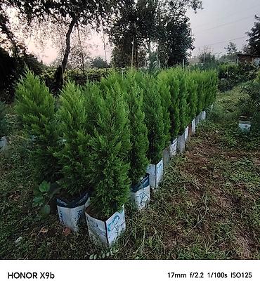 qara torpaq ve peyin: Thuja (Qızıl şam, leylandi tipli dekorativ iynəyarpaq) fidanları - — 4